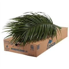 Phoenix Roebeleni Per Bunch 80cm