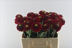 Dahlia Red Fox 60cm