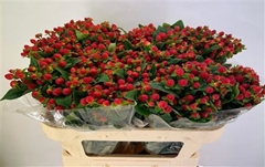 Hypericum Magical Triumph 70cm