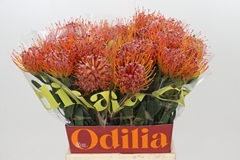 Leucospermum Naomi 50cm