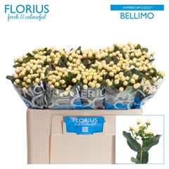 Hypericum Coco Bellimo 50cm