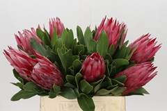 Protea Cynaroides Madiba 40cm