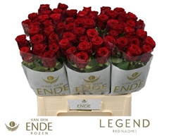 Rosa Red Naomi! 55cm