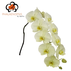 Phalaenopsis Limon Bella 80cm 9+