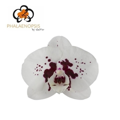 Phalaenopsis Wine Drops 65cm 7+
