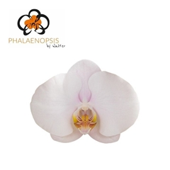 Phalaenopsis Alpha 65cm 7+