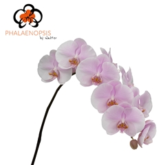 Phalaenopsis Tikal 80cm 10+