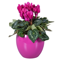 Cyclamen Super Serie Allure 12Ø 27cm