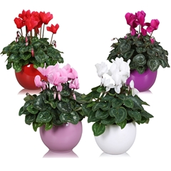 Cyclamen Super Serie Allure 12Ø 27cm