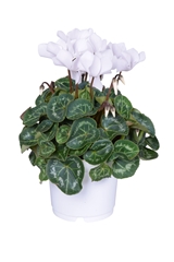 Cyclamen Super Serie Allure 12Ø 25cm