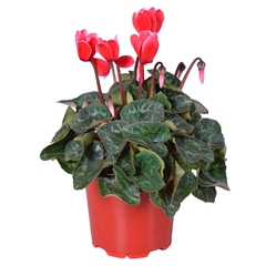 Cyclamen Midi Super Serie Allure Fuji 12Ø 25cm