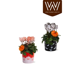 Cyclamen Super Serie Allure 12Ø 30cm