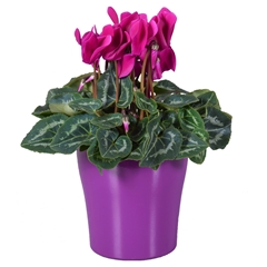 Cyclamen Super Serie Allure 14Ø 27cm