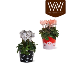 Cyclamen Super Serie Allure 12Ø 30cm