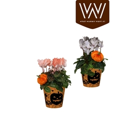 Cyclamen Super Serie Allure 12Ø 30cm