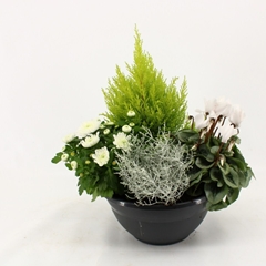 Bedding Plants Mix 27Ø 40cm