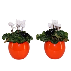 Cyclamen Super Serie Allure 12Ø 30cm