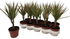 Dracaena Bicolor 12Ø 40cm