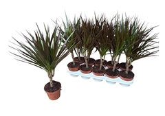 Dracaena Magenta 12Ø 50cm