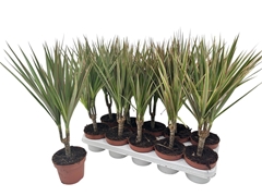 Dracaena Bicolor 12Ø 50cm