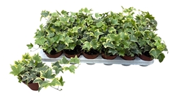 Hedera Helix Yellow Ripple 9Ø 10cm