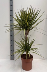 Dracaena Sunray 21Ø 90cm