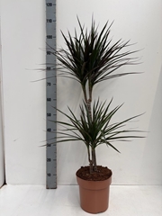 Dracaena Magenta 21Ø 100cm
