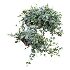 Hedera Helix White Ripple 13Ø 30cm