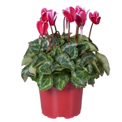 Cyclamen Midi Super Serie Allure Fuji 12Ø 25cm