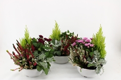 Bedding Plants Mix 21Ø 30cm