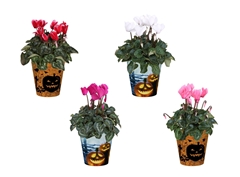 Cyclamen Super Serie Allure 12Ø 30cm