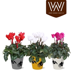 Cyclamen Super Serie Allure 12Ø 30cm