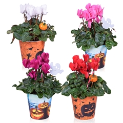 Cyclamen Super Serie Allure 12Ø 30cm