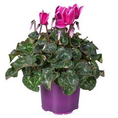 Cyclamen Midi Super Serie Allure Fuji 12Ø 25cm