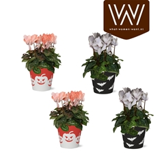 Cyclamen Super Serie Allure 12Ø 30cm