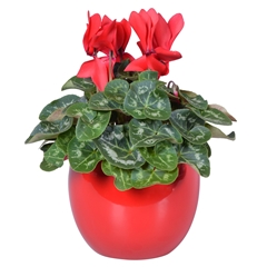 Cyclamen Super Serie Allure 12Ø 27cm