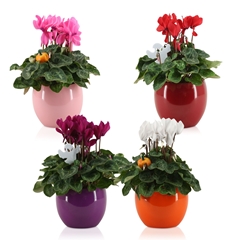 Cyclamen Super Serie Allure 12Ø 30cm