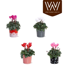 Cyclamen Super Serie Allure 12Ø 30cm