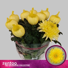Chrysanth Single Magnum Yellow 70cm 115gr.