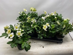 Helleborus Happy Day 12Ø 26cm