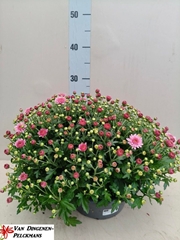 Chrysanth Jasoda Dark Pink 23Ø 35cm