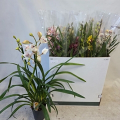 Cymbidium Mixed 14Ø 85cm 2st