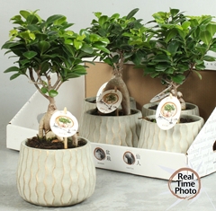 Ficus Microcarpa Ginseng 16Ø 35cm