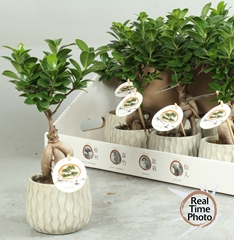 Ficus Microcarpa Ginseng 12Ø 30cm