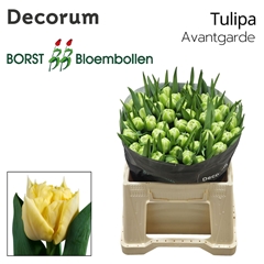 Tulip Double Avant Garde 35cm 30gr.