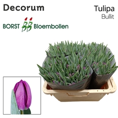 Tulip Single Bullit 40cm 35gr.
