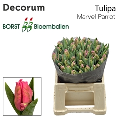 Tulip Parrot Marvel Parrot 35cm 28gr.