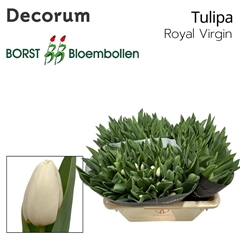 Tulip Single Royal Virgin 40cm 35gr.