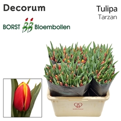 Tulip Single Tarzan 45cm 45gr.
