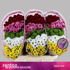 Chrysanth Santini Mix 55cm 48gr.